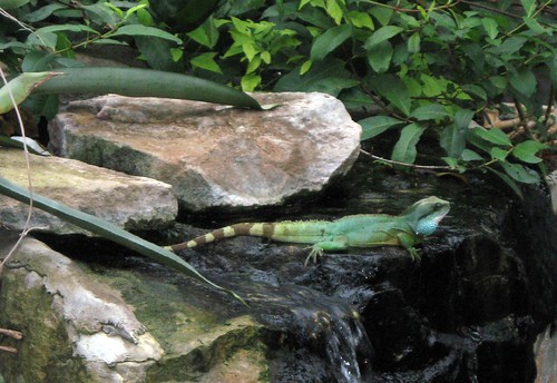 green water dragon2