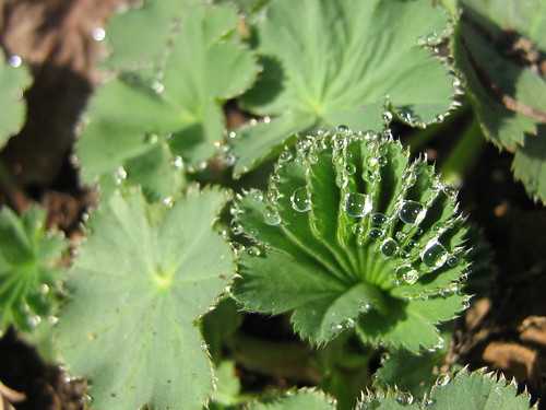 Dewdrops on Lady's mantle