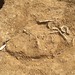 Disarticulated bones within the fill of burial 741
