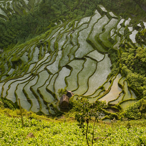 China  Yunnan, terraced field