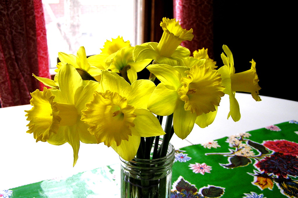 merci daffodils