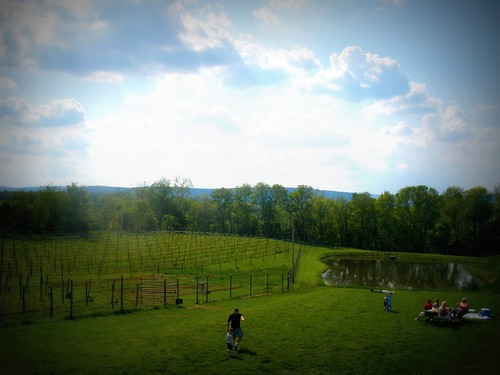 vineyard and lake