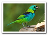 saíra-sete-cores / green-headed tanager (Tangara seledon)