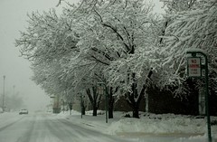 Winter Storm -  February 17, 2008 (5)