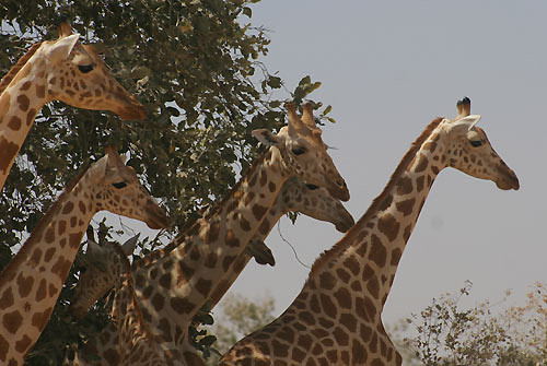 Pictures Of Giraffes In The Wild. The Last Wild Giraffes of West