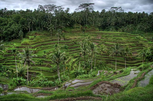 Rice Valley, Near Ubud, Bali