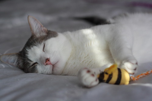 sleeps with bees