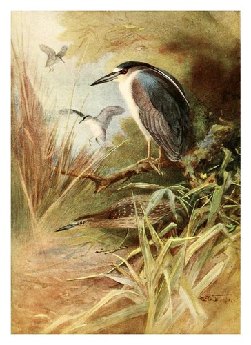 016-Garza nocturna-Egyptian birds for the most part seen in the Nile Valley (1909)- Charles Whymper