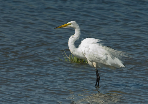 Egret the Great