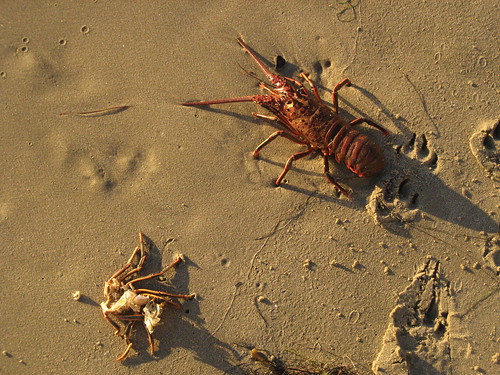 live lobster, eaten crab