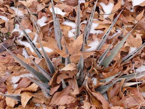 agave in winter - sedona ©  Olga