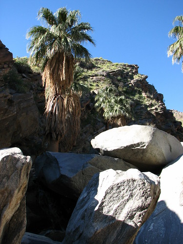 Palm Canyon