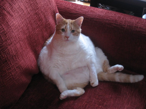 fat cat. Fat Cat