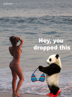 Panda at the Beach