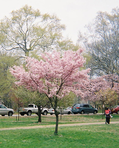 cherry tree branch. Light Pink Cherry Blossom Tree