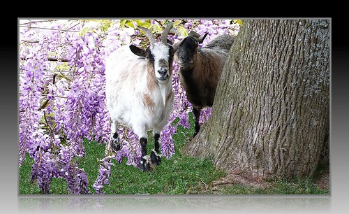 goats wisteria finished