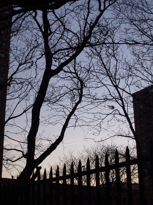 silhouette of tree and fence