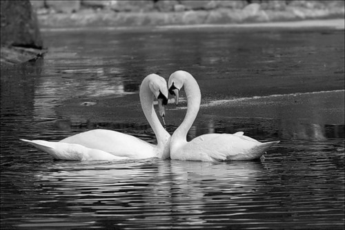 white-swans by you.