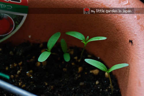 seedlings-and-sproutings-2