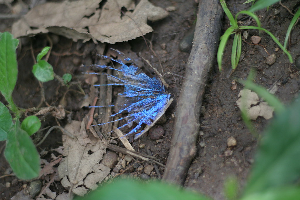blue morpheus wing