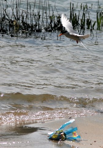 kaveri,river tern and plastic 161207