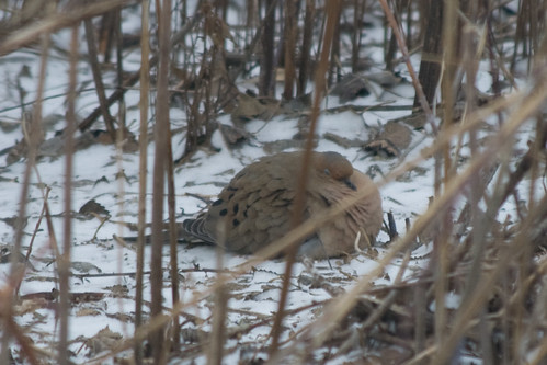 The most poofed out mourning dove EVER