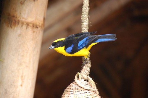 Blue-winged Mountain-Tanager eating moths attrached by a porch light