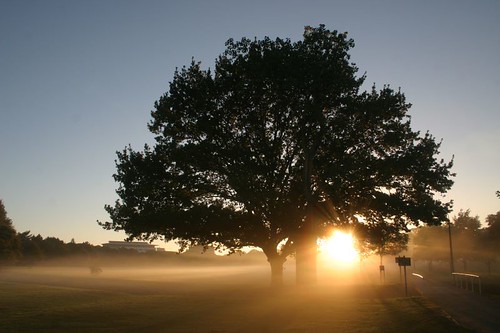 Sunrise in Hagley Park, Christchurch, NZ.