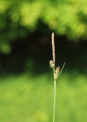Carex michelii (47°43' N 16°26' E)