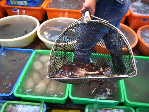 富基漁港：鯛魚