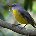 Eastern Yellow Robin by ianmichaelthomas