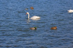 Swan and Mallards