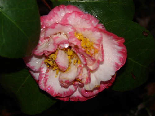 Margaret Davis camellia