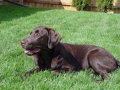 Chocolate Pup Relaxing in Yard: Dakota