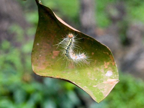 Worm on leaf