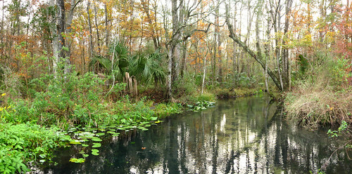 Clear spring-fed stream near Gulf Hammock, Florida, USA