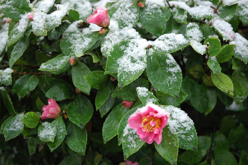 Termination Dust, Snow on Flowers