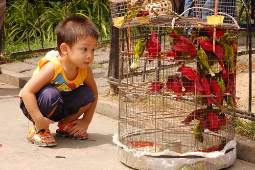 boy bird cage Pinoy Filipino Pilipino Buhay  people pictures photos life Philippinen for sale 菲律宾  菲律賓  필리핀(공화국) Philippines    