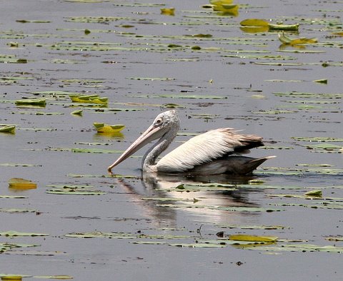 spot billed pelican near maddur 180308
