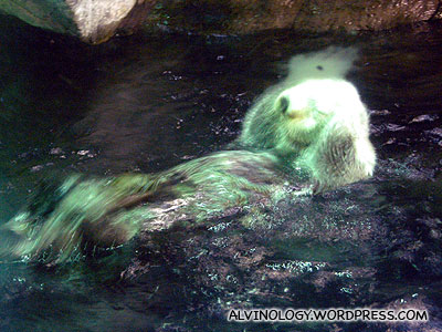 Sea otter washing its face