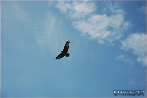 DSC_4447蘭卡威紅樹林保護區老鷹