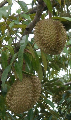 durian growing on tree