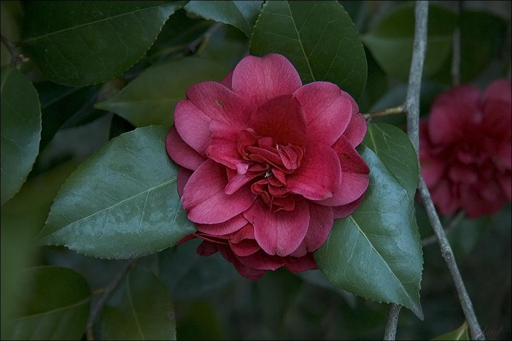 red camellia ©2008 RosebudPenfold