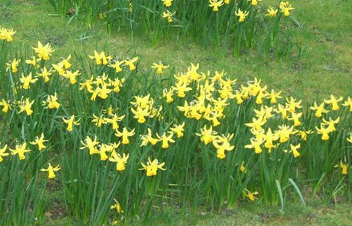 a host of golden daffodils
