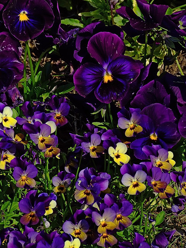 Missouri Botanical ("Shaw's") Garden, in Saint Louis, Missouri, USA - Horned Violet