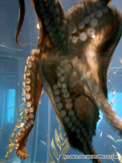 Sea octopus crawling around