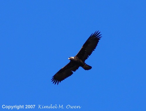 golden eagle flying. GOLDEN EAGLE FLYING