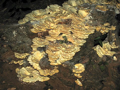 are these bracket fungi? near Tumkur, 121007