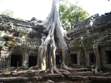 Big tree temple 2