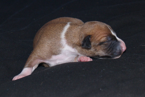 Animagi Whippet puppy: 5 days old